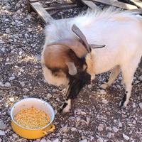 Ultimo capretto tibetano