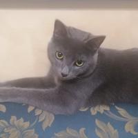 Gatto grigio