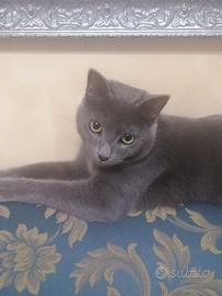 Gatto grigio
