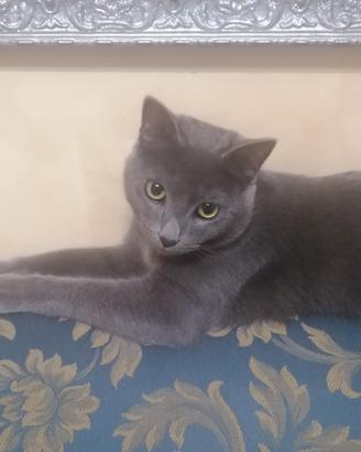Gatto grigio