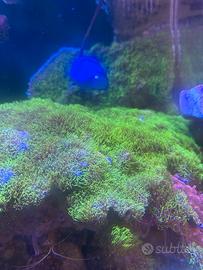 Corallo acquario