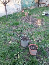 piante di melograno di 2 anni