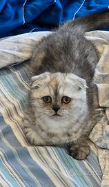 Cucciola di Scottish Fold
