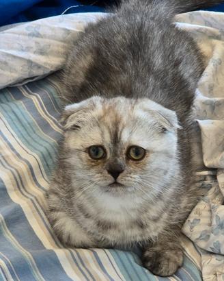 Cucciola di Scottish Fold