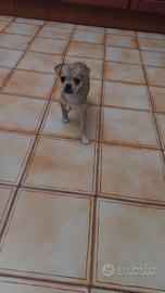 Chiwawa