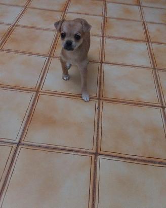 Chiwawa