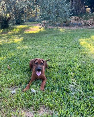 Cuccioli di Rhodesian Ridgeback