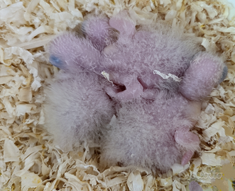 Pullo conuro del sole