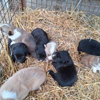 Cuccioli taglia piccola