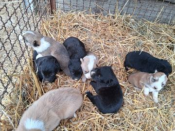 Cuccioli taglia piccola