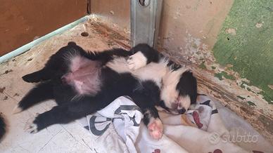 Disponibile ultima cucciola di border colli
