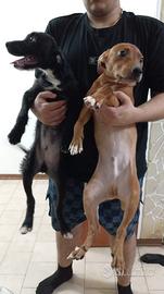 Cuccioli di cane