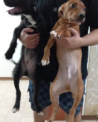 Cuccioli di cane