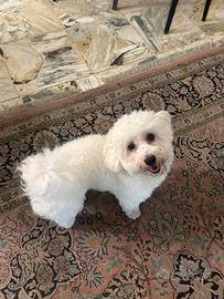Maltese originale maschio per monta