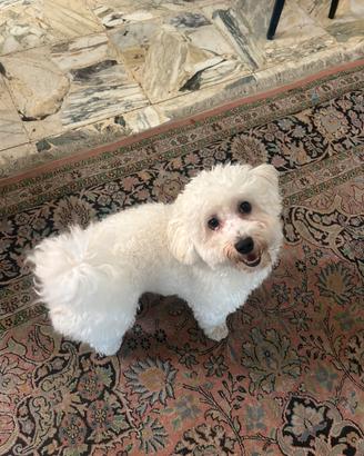 Maltese originale maschio per monta