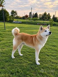 Achita inu per monta