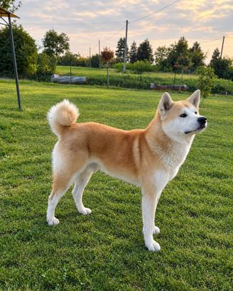 Achita inu per monta