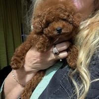 Barboncino mini toy rosso