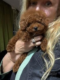 Barboncino mini toy rosso