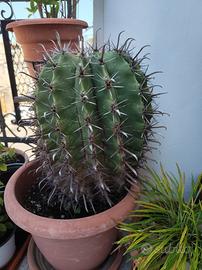Ferocactus latispinus 