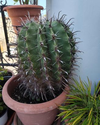 Ferocactus latispinus 