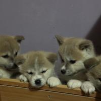 Cuccioli Akita inu genetica campione di bellezza