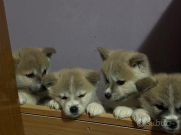 Cuccioli Akita inu genetica campione di bellezza