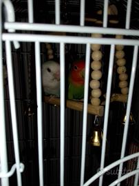 Pappagallini inseparabili