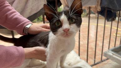 Gattino in adozione, Bobby