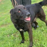 Cane in adozione tg medio contenuta