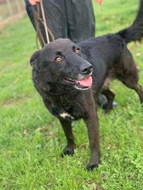 Cane in adozione tg medio contenuta