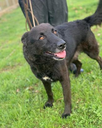 Cane in adozione tg medio contenuta