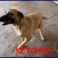 KETCHUP un simpaticone
