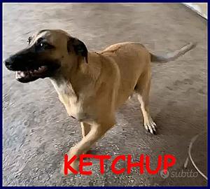 KETCHUP un simpaticone