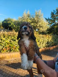 Cani taglia media