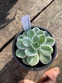 rara echeveria “Lemon Lime Variegata”