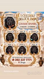 Cocker spaniel