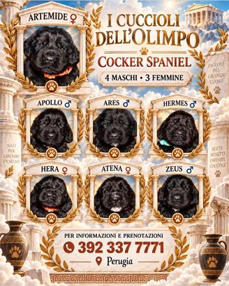 Cocker spaniel