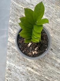 Pianta zamioculcas