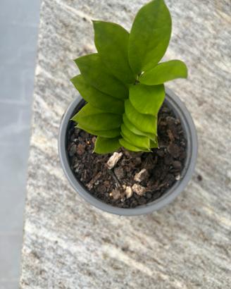 Pianta zamioculcas