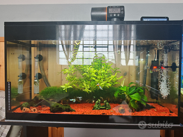 Neocaridina davidi Blue Dream