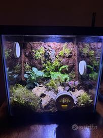 Terrari naturalistici