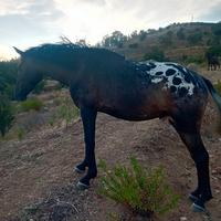 Cavallo appaloosa
