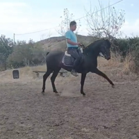 Puledro
