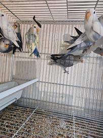 Inseparabili novelli