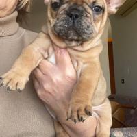 Bulldog francese