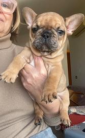 Bulldog francese