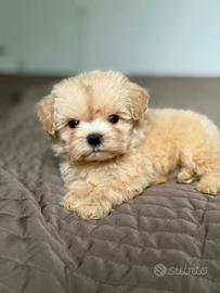 Maltipoo toy