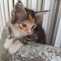 Cucciola di Maine Coon