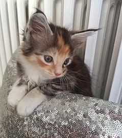 Cucciola di Maine Coon